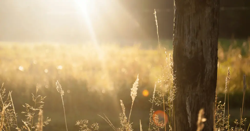 Sunrise on the grass